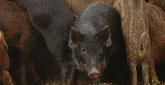 Texas Hunting Lodge Packages