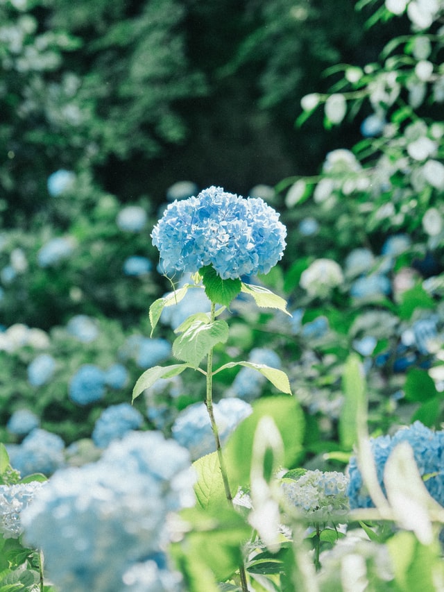 Dating Match Services: Why Consider it?