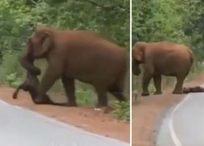 baby elephant funeral viral video