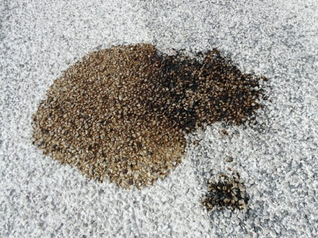 Get Rid Of Oil Stains From A Carpet