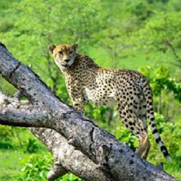 Cape Town Tour Companies