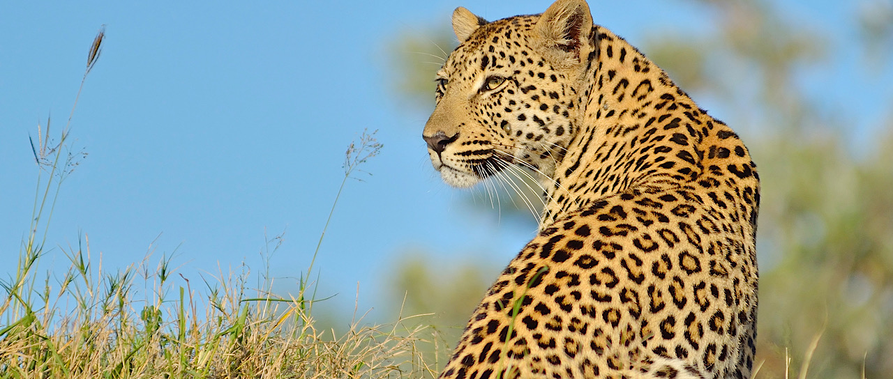 South Africa Safari Tours