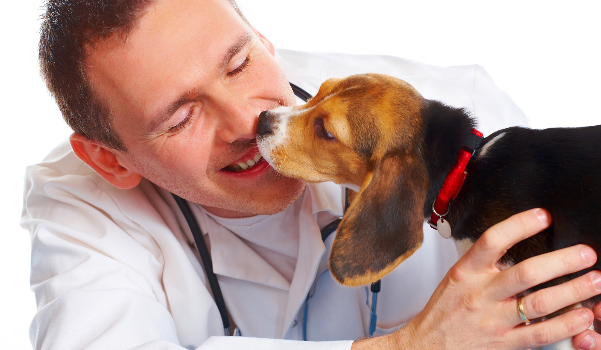 Animal Physical Therapy in Boulder, CO