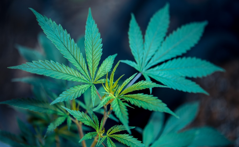 Medical Cannabis For Sale Online - Marijuana Online, Vape Cartridge - 502 414 1590