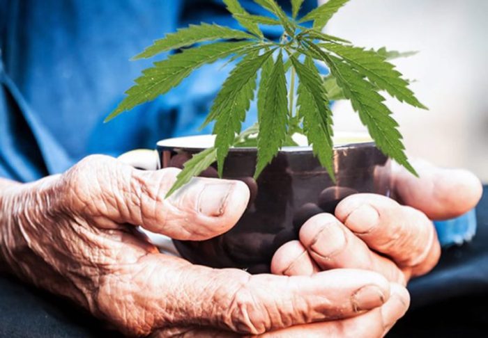 Medical Marijuana Works for Elderly Too! See How