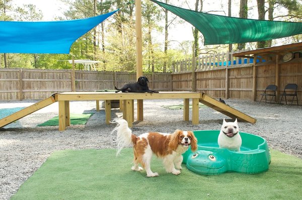 What To Consider To Choose The Best Pet Boarding Company?