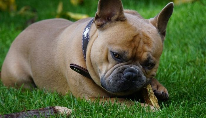 Advantages of Boarding for Pets