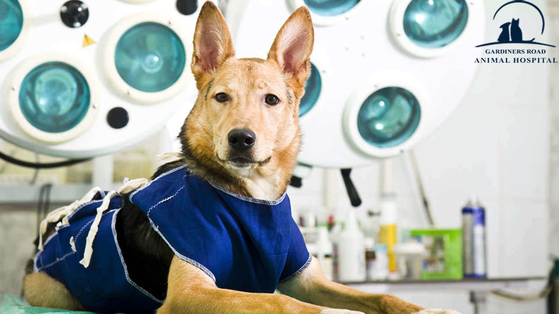 Surgery and Anesthesia Services: The Benefits of Laser Surgery for Pets