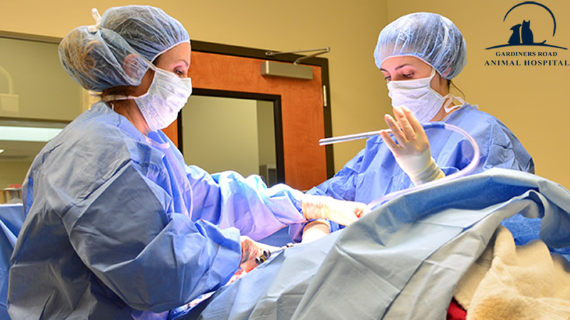 Surgery and Anesthesia Service: What to Expect When Your Pet Needs Surgery Service