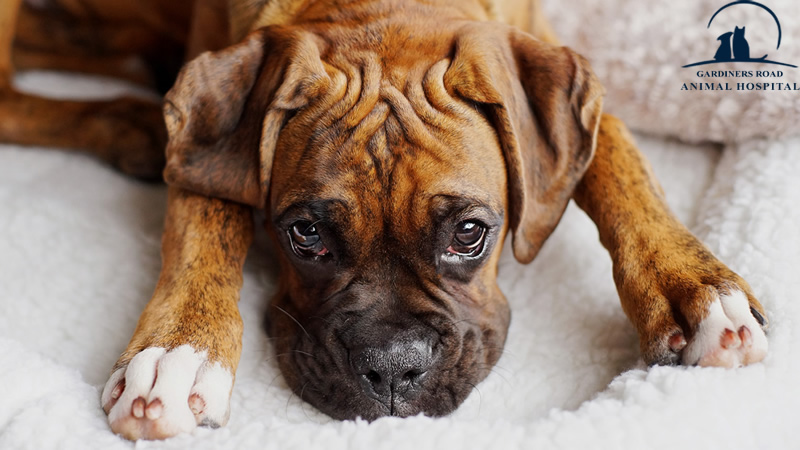 Dental Care Service in Kingston: Understanding the Dangers of Gum Disease in Dogs