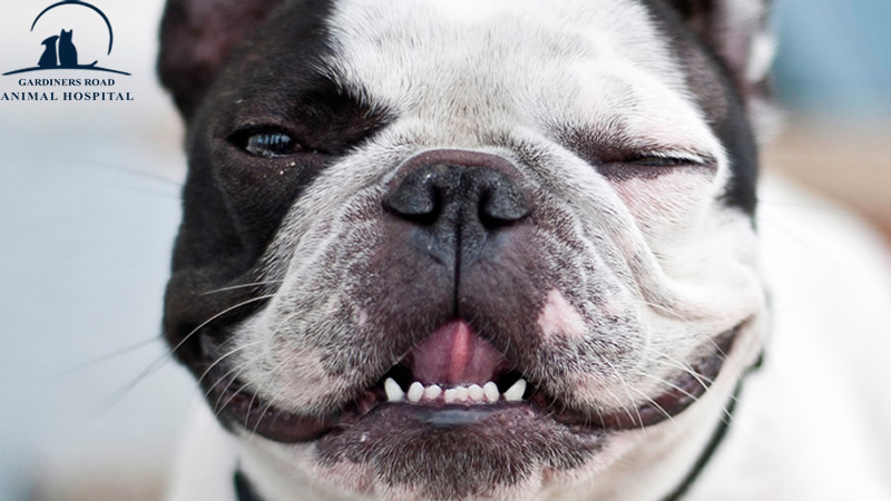 Dental Care Service in Kingston: Why Dental Care Service Is Essential for Your Pet’s Wellness