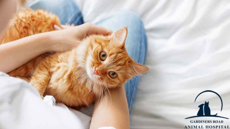 All about Animal Worm Prevention and Treatment