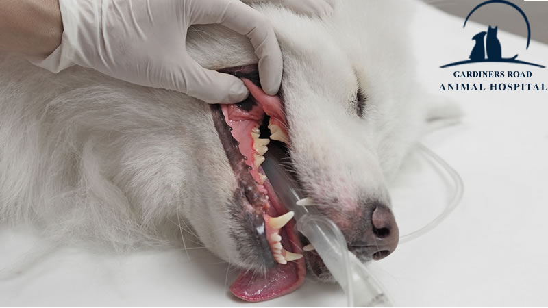 Surgery And Anesthesia: When Your Pet Needs Anesthesia