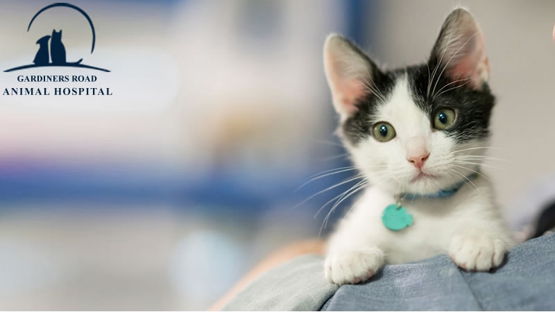 Don’t Delay to Get our Vaccination Services for Puppy & cat Series