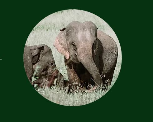 Save the elephants volunteer | slwcs.org