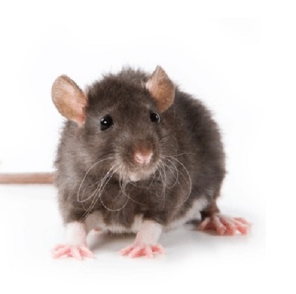 Rat exterminator in boston