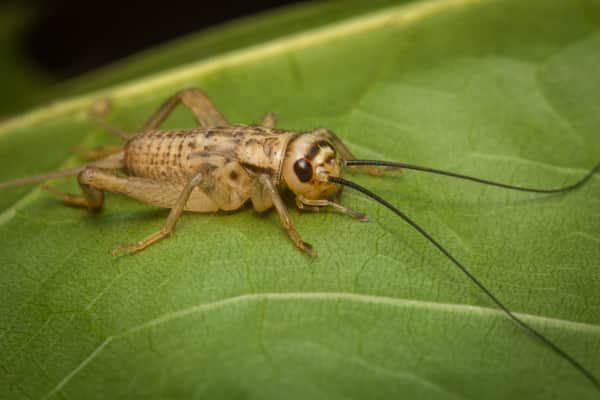 Are Crickets Destructive to People? 