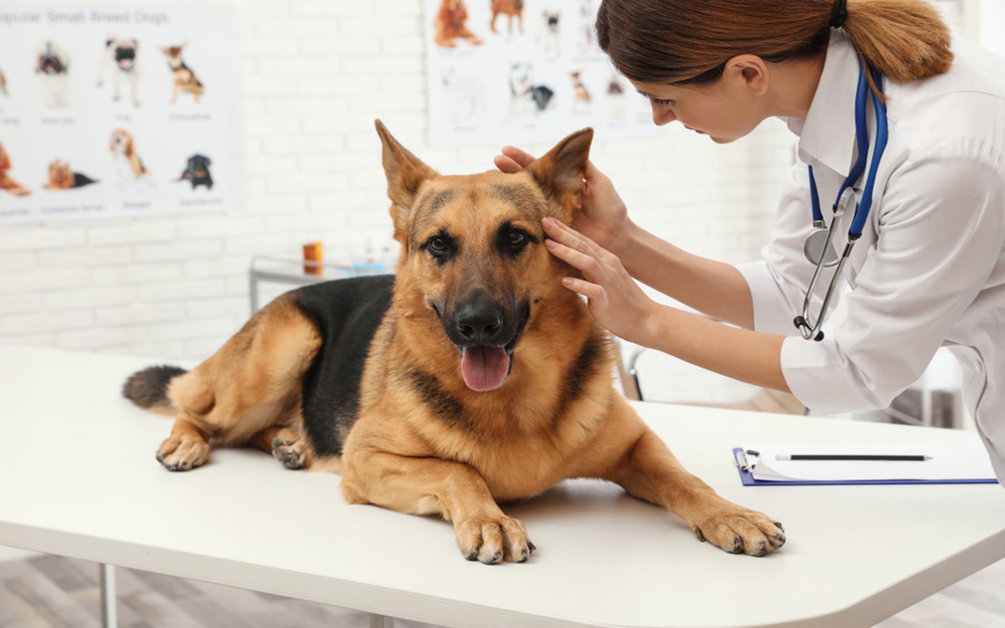 Vets In Dubai and Dog Hospitals in Dubai