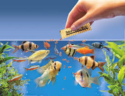 Global Ornamental Fish Feed Market Report 2020 Forecast to 2025