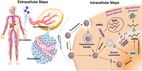 Cancer Gene Therapy Market Along With Covid-19 Impact Analysis and Clinical Review Outlook - 2030