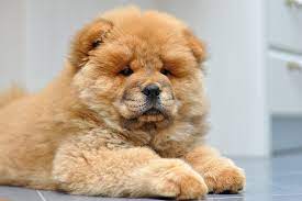 Dog For Sale IN Delhi | Buy Dog Online | Chow Chow Puppy For Sale.