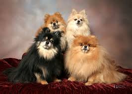 Buy Dog Online Delhi | Online Dog Shop | Testifykennel.co.in