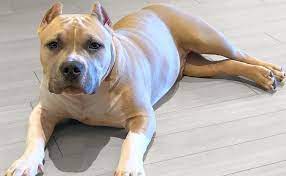 Pet Adoption In Dwarka | American Bully Puppy For Sale | Dog Breeds
