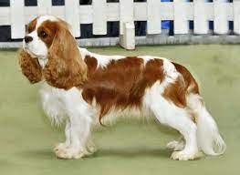 Puppy For Sale In Delhi | Dog For Sale In Delhi | Online Pet Shop