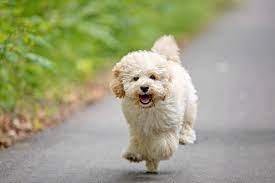 Best pet shop in Delhi & Noida | Dog for sale in Delhi | Testifykennel.co.in