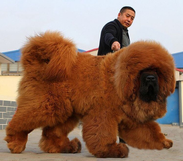 Best Dog Breeder in Noida | Dog Breeders Near Me | Call @ 9971331250.