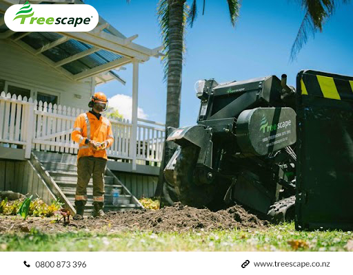 Reasons why hiring an expert for stump removal is necessary!