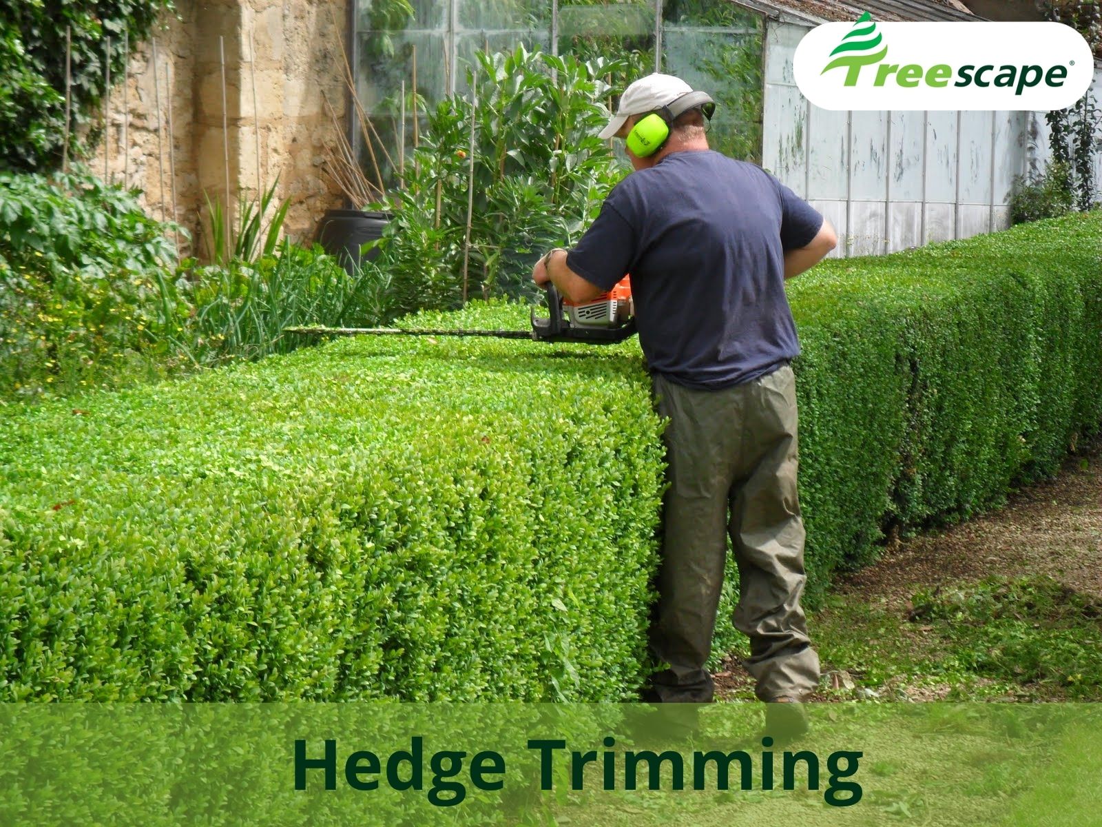 Hedge Trimming