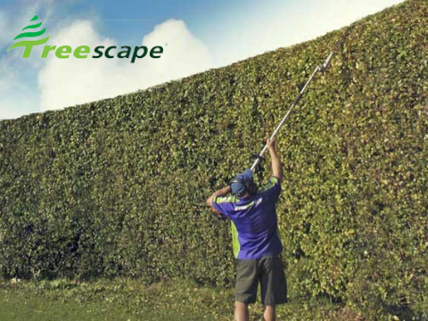 Hedge Trimming