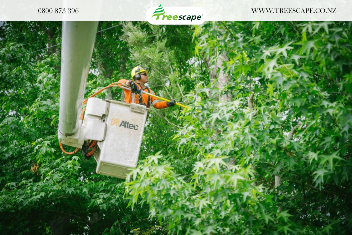 Protection of trees in winter: Here's everything you need to know!