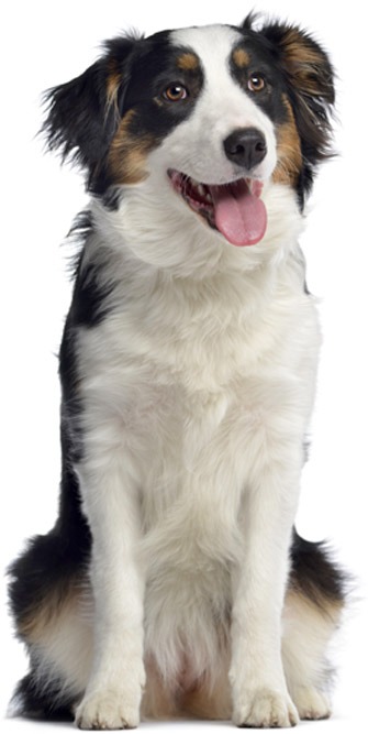 Emergency Vet Greensboro NC