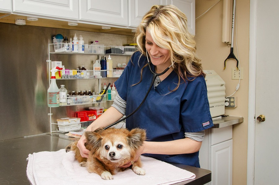 Emergency Vet Stockton