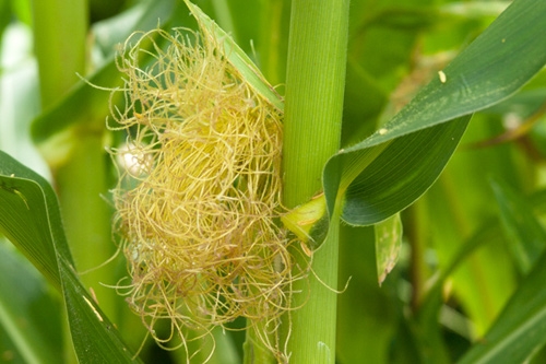 Method of treating diabetes mellitus by silks