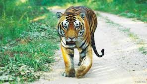 Environment, Conservation And Wildlife Organizations Market Research Report By The Business Research Company