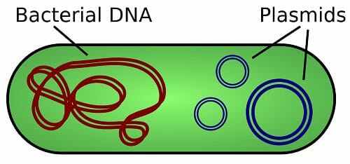 Global Bacterial And Plasmid Vectors Market Growth And Trends In 2020