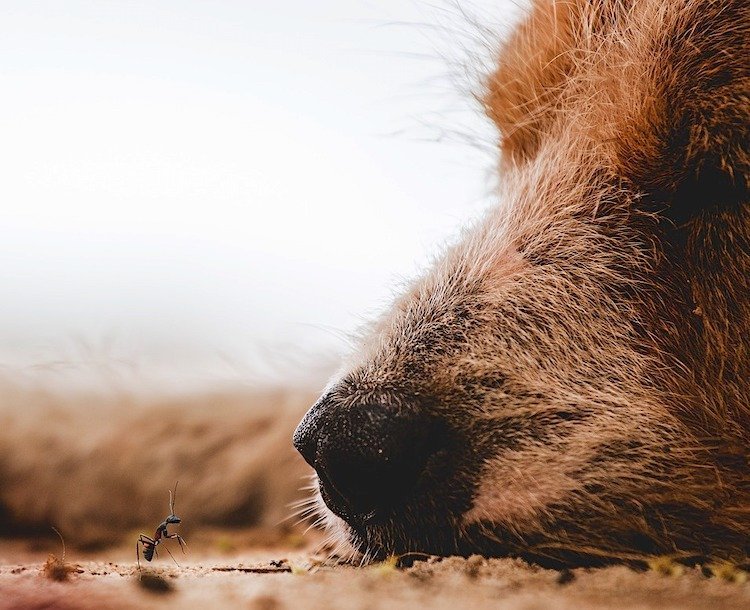 If You Lost or Find A Pet