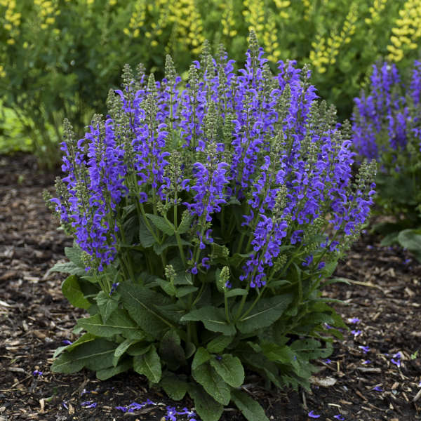 Legal Status Of Salvia Divinorum