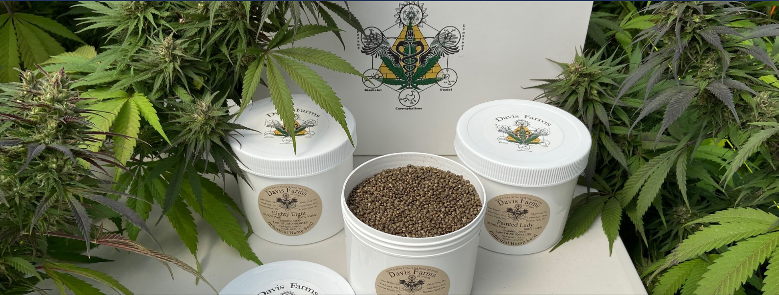 America's Cash Crop