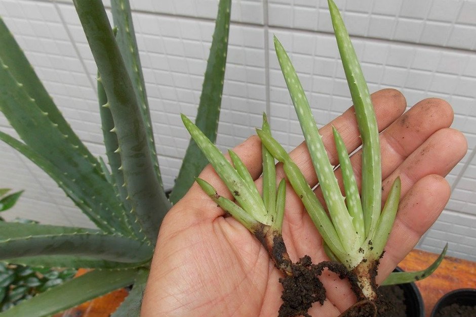 Wie man eine Aloe Vera Pflanze pflegt