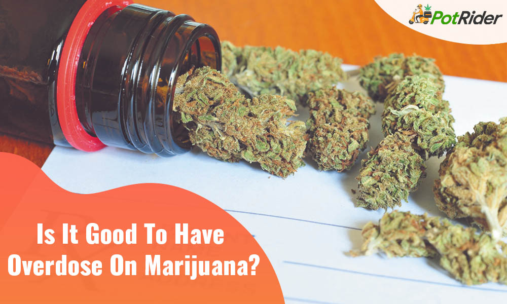 Is It Good To Have Overdose On Marijuana?
