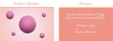 Few Factors to Determine Which Embryo Can Be Used During IVF Treatment