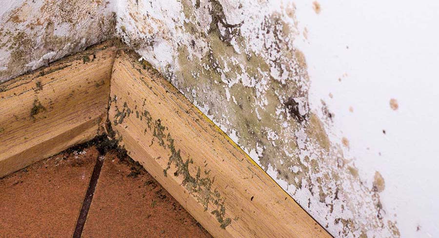 Contact Instant Mold Pros