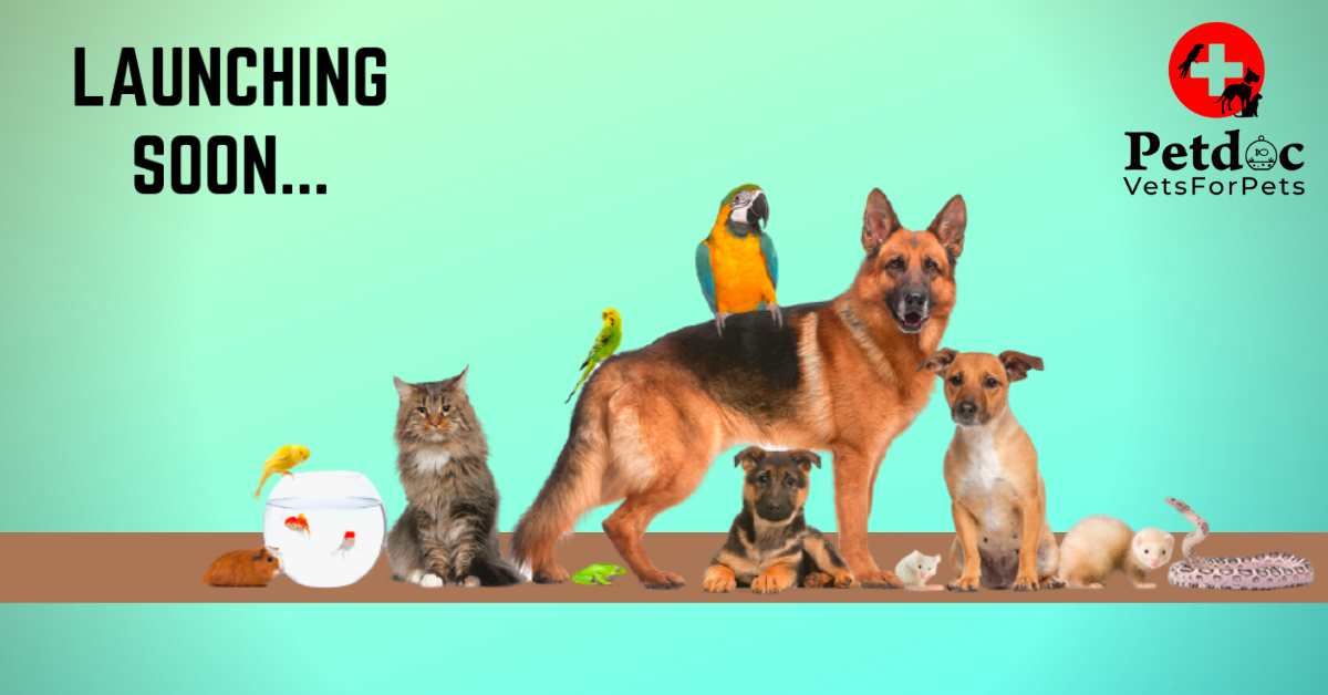 pet clinic services near me