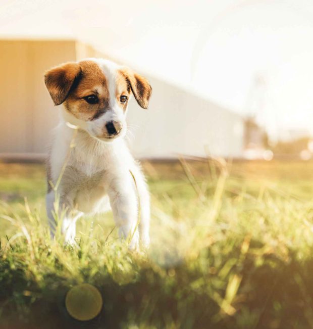 Pet Photography in Dubai - Family and Pet Photography Services - Furs'n'Paws