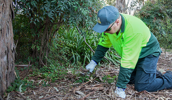 Top Lawn Mowing Shepparton