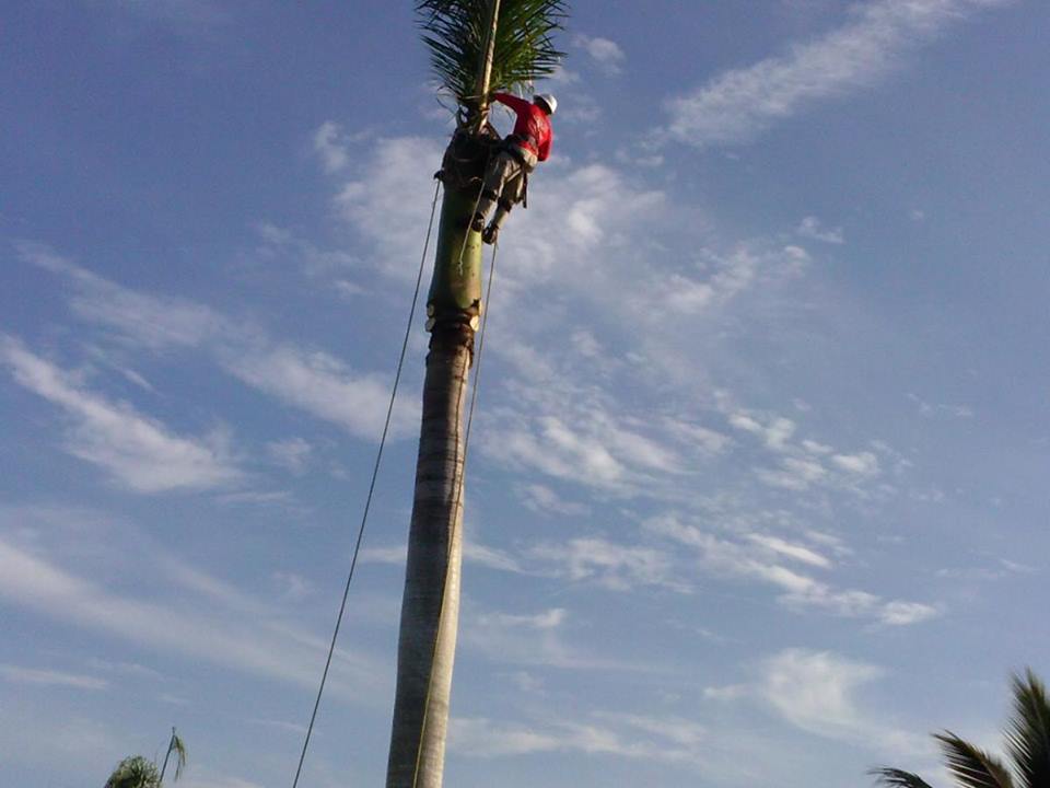 Arborist Bonita Springs FL